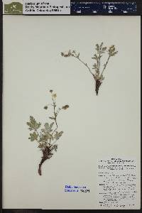 Potentilla pulcherrima image