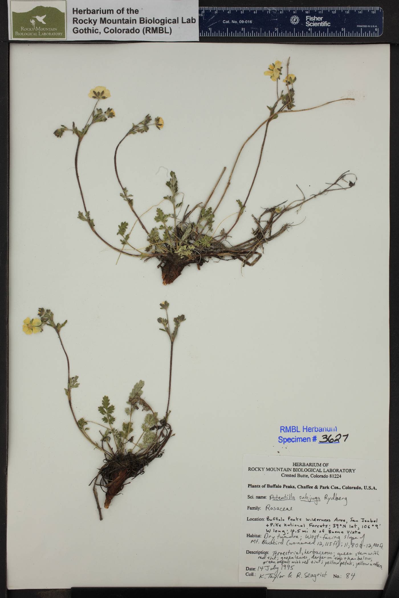 Potentilla subjuga image