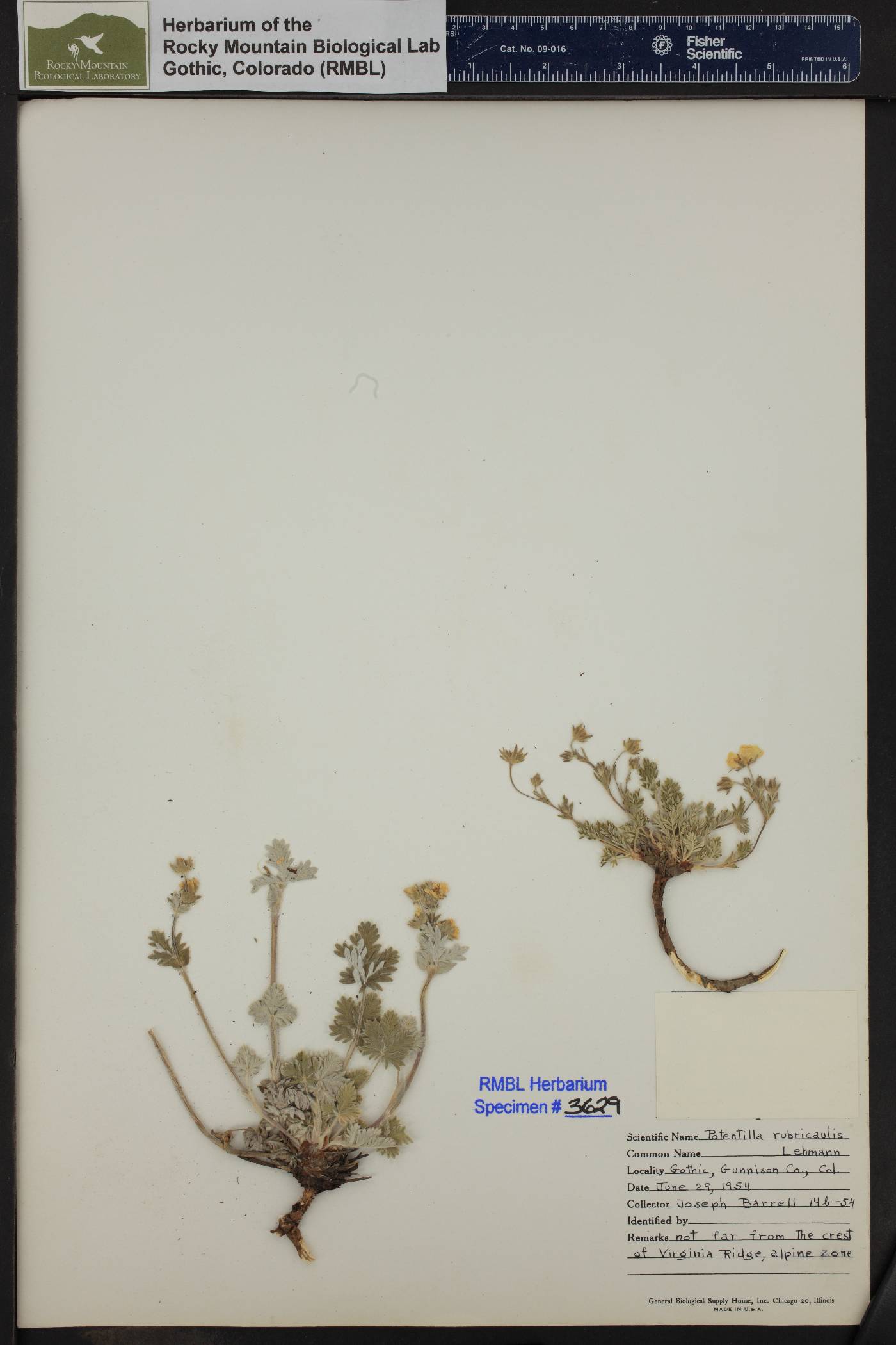 Potentilla rubricaulis image