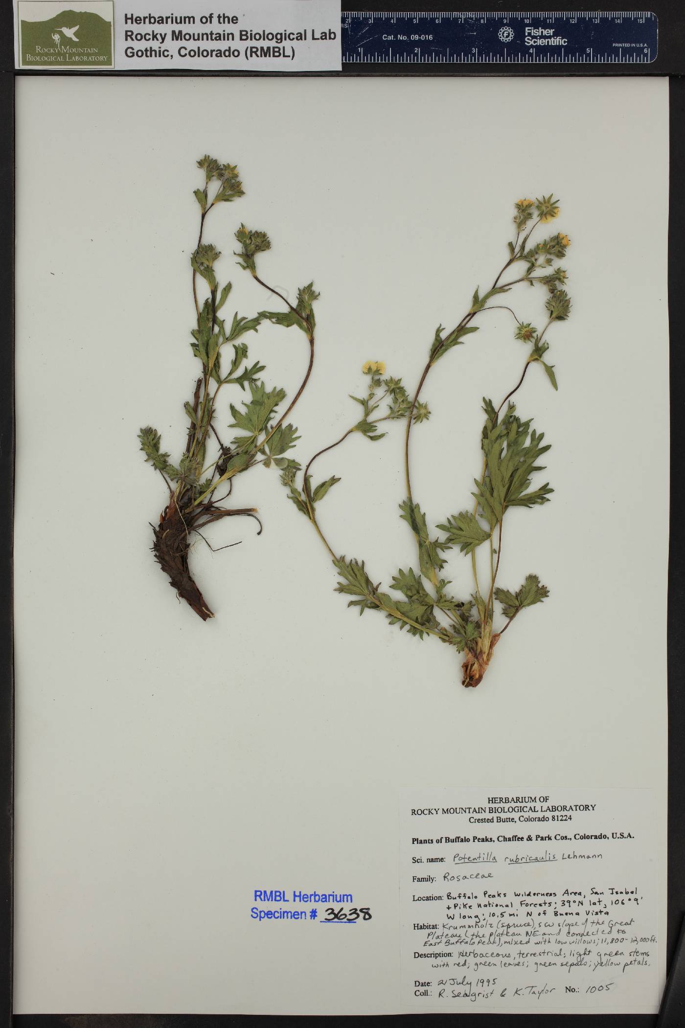 Potentilla rubricaulis image