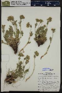 Potentilla rubricaulis image