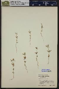 Galium bifolium image