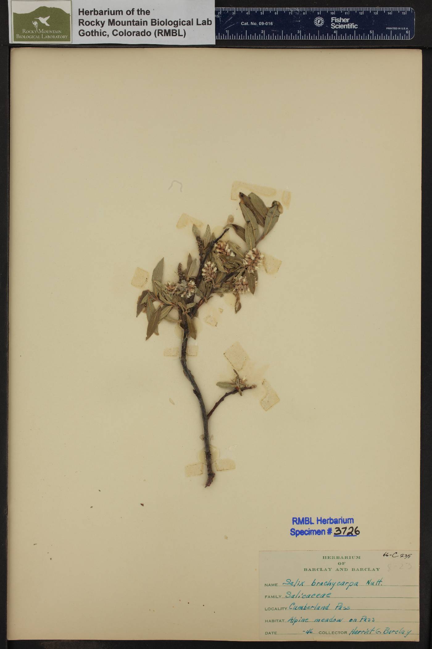 Salix brachycarpa image