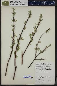 Salix drummondiana image