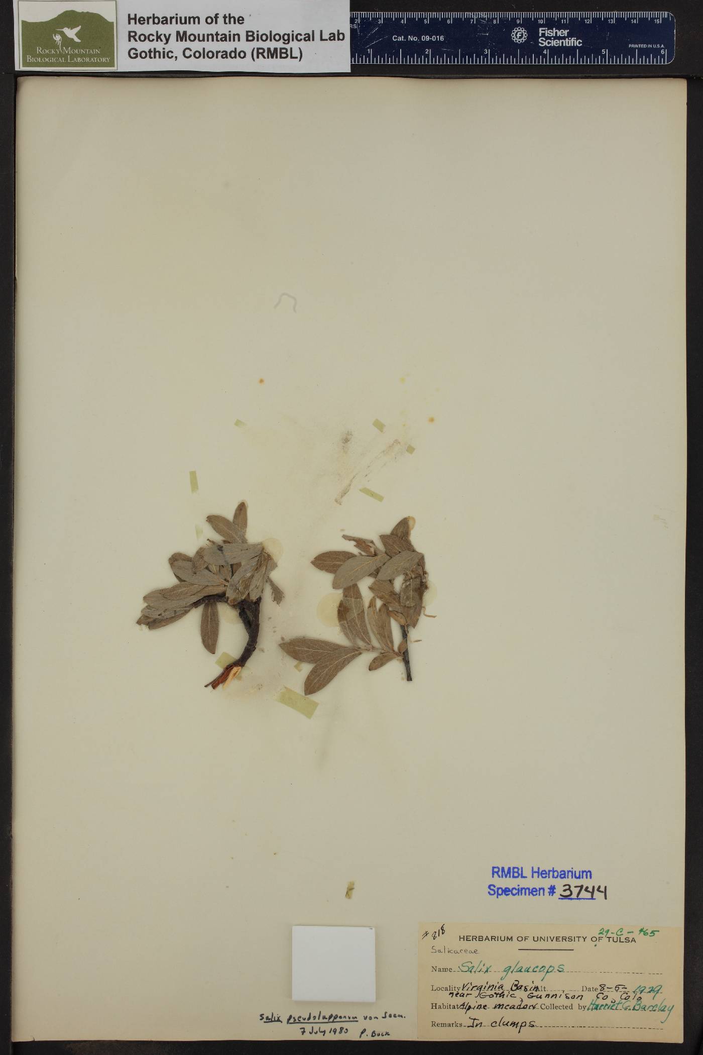 Salix glauca subsp. glauca image