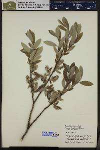 Salix glauca image