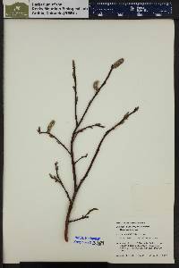 Salix planifolia image