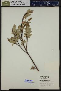 Salix planifolia image