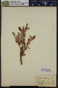 Salix planifolia image