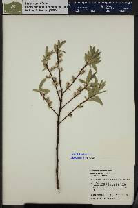 Salix boothii image