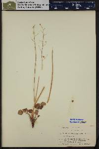 Heuchera parvifolia image