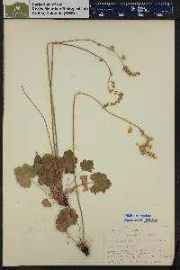 Heuchera parvifolia image