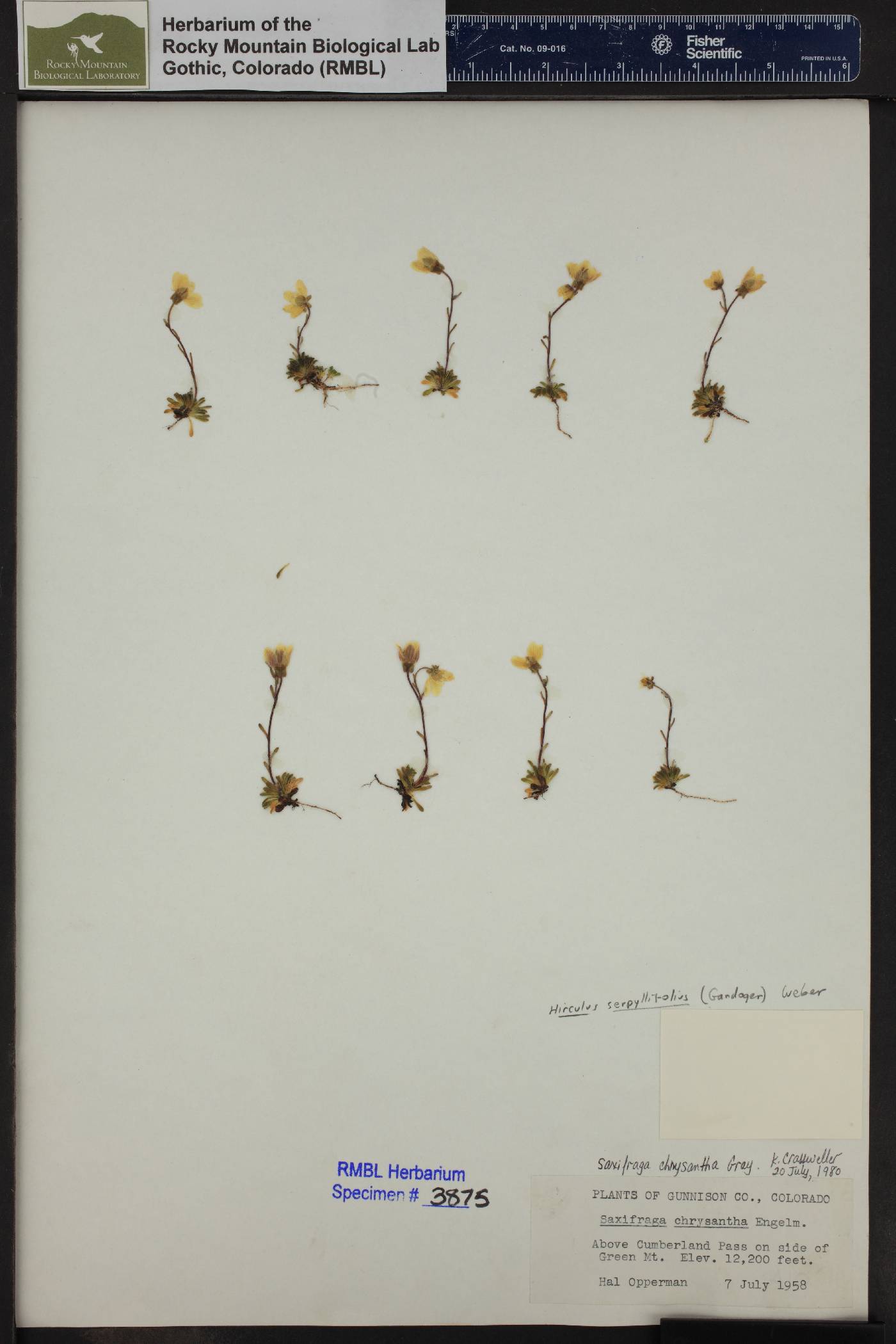 Hirculus serpyllifolius image
