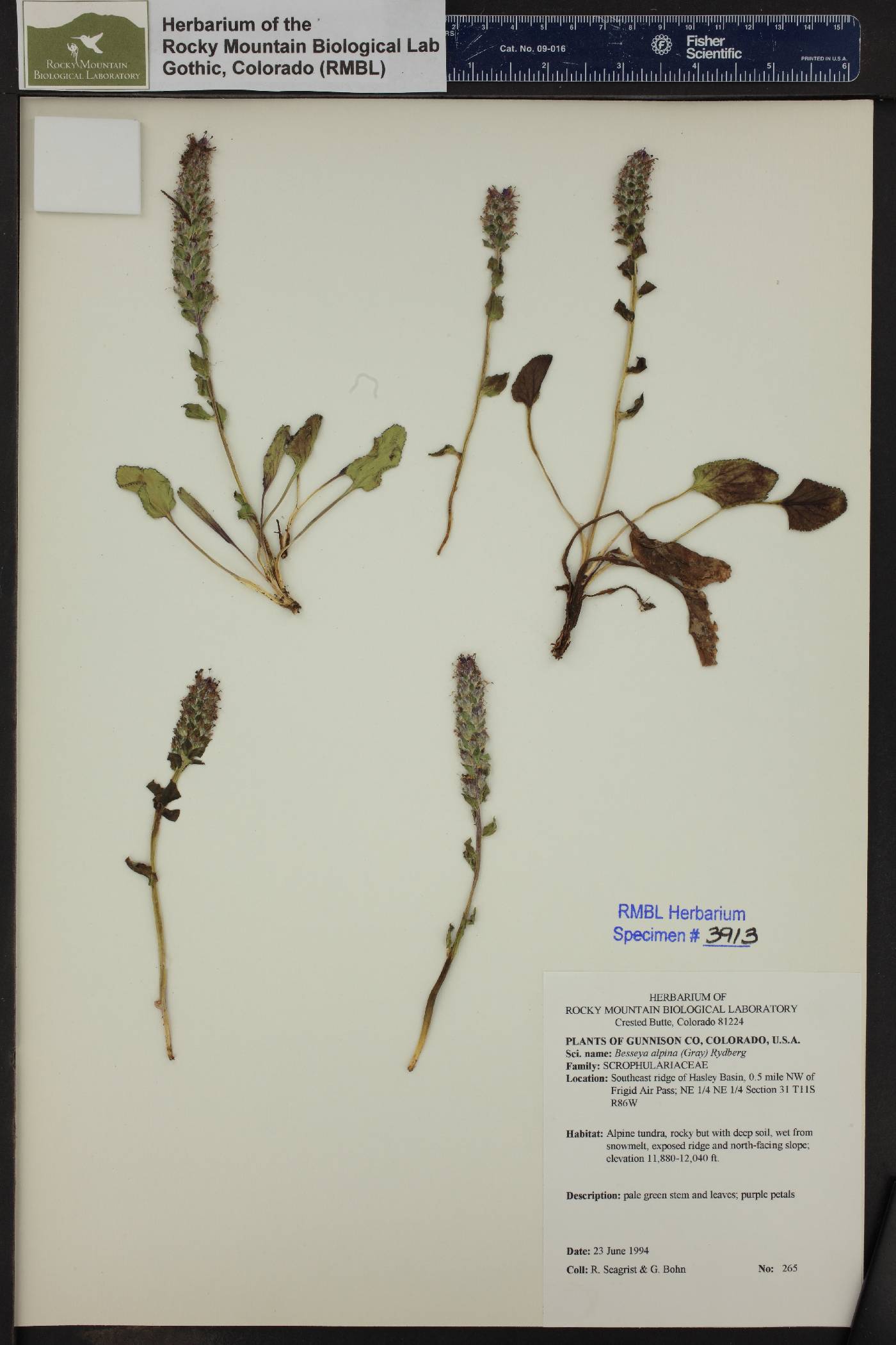 Besseya alpina image