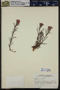 Castilleja chromosa image