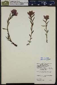 Castilleja rhexiifolia image