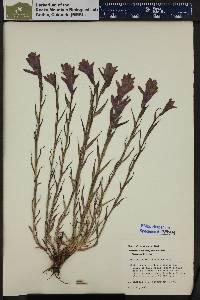 Castilleja rhexiifolia image