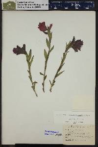 Castilleja rhexiifolia image