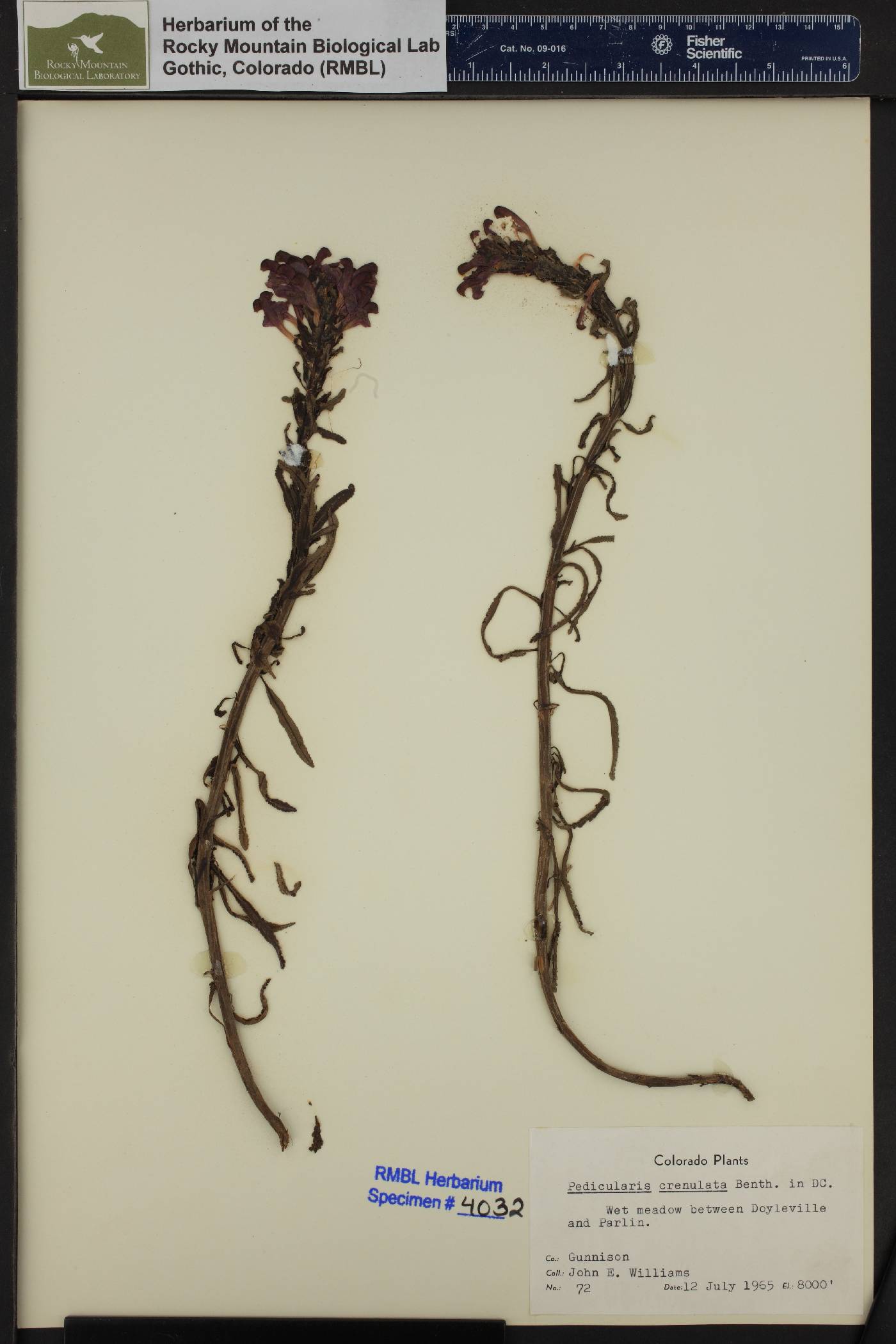 Pedicularis crenulata image