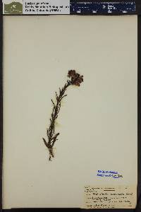 Pedicularis crenulata image