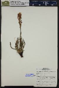 Pedicularis parryi image