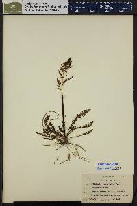 Pedicularis groenlandica image