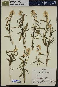 Pedicularis racemosa image