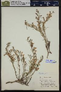 Penstemon caespitosus image