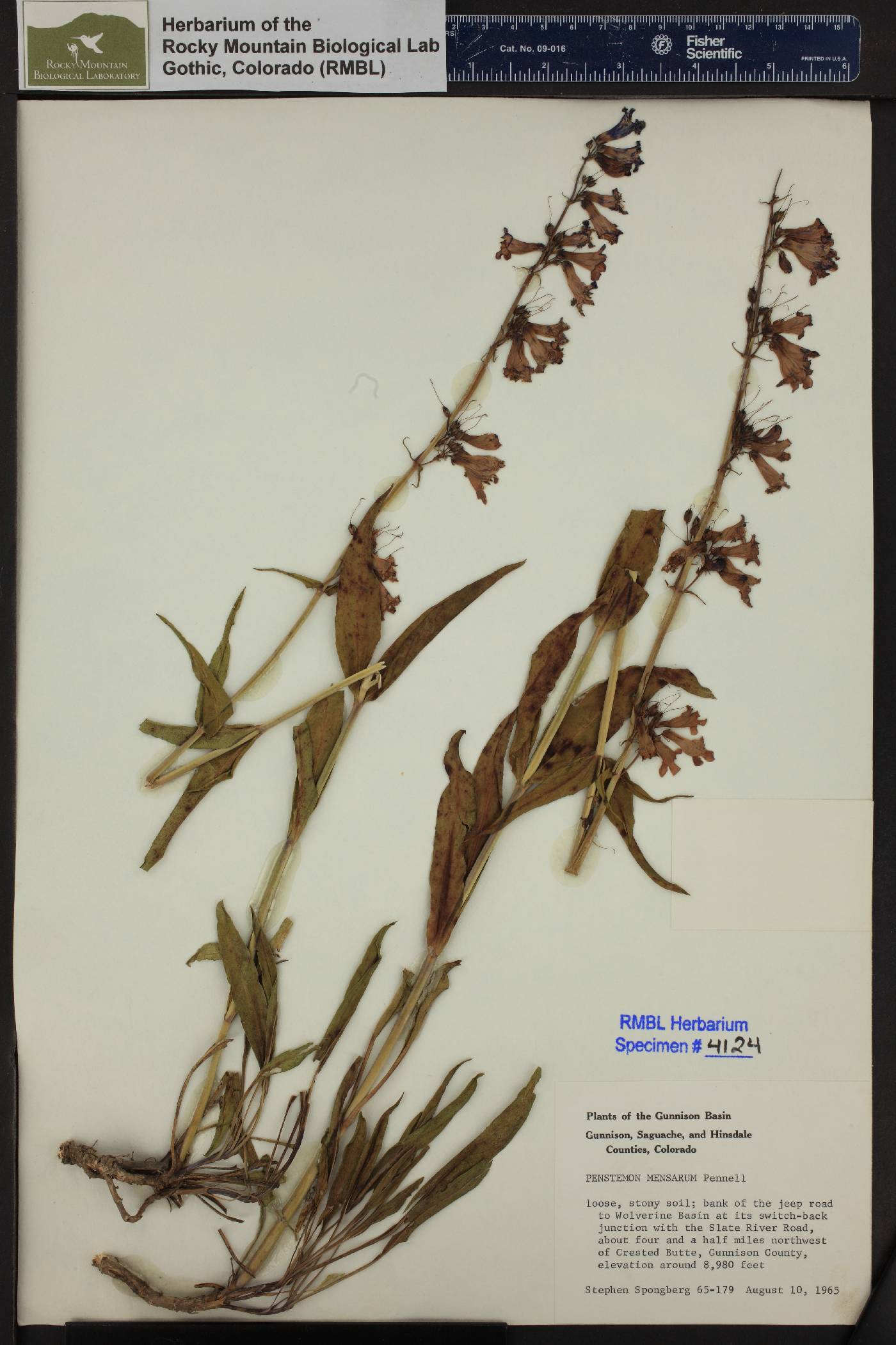 Penstemon mensarum image