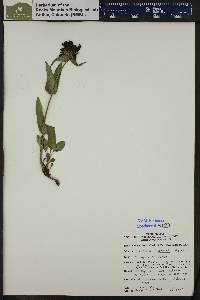 Penstemon whippleanus image