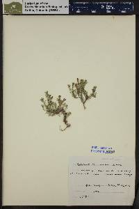 Penstemon teucrioides image