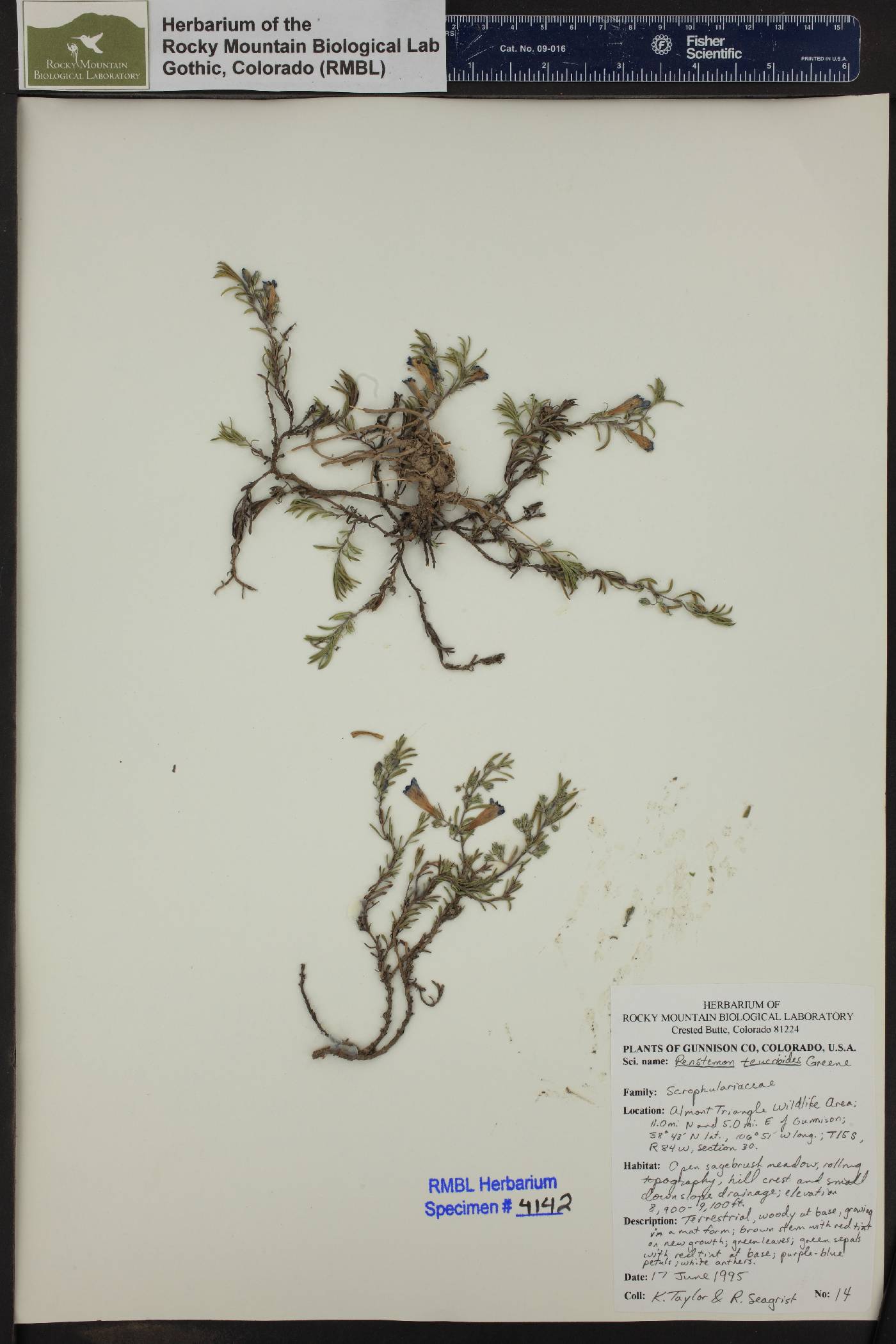 Penstemon teucrioides image