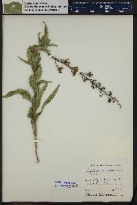 Scrophularia lanceolata image