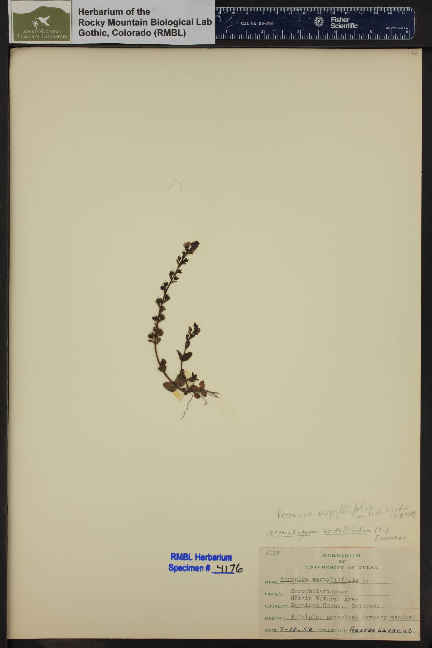 Veronicastrum serpyllifolium image