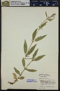 Urtica gracilis image