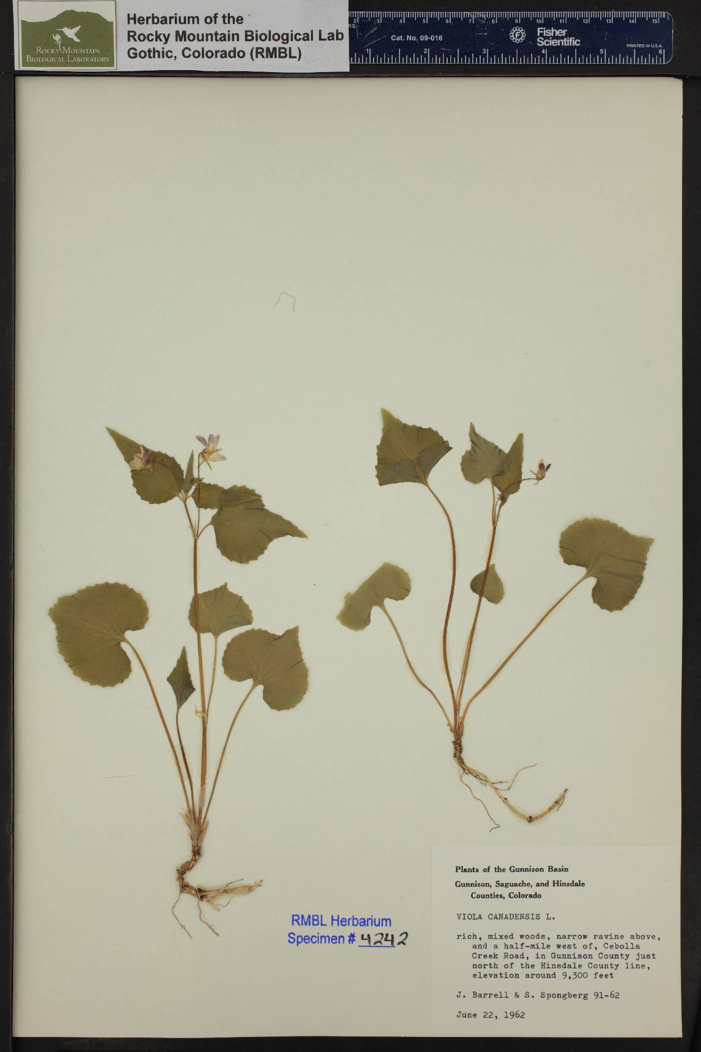 Viola scopulorum image