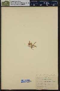 Astragalus debilis image