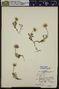 Erigeron lanatus image