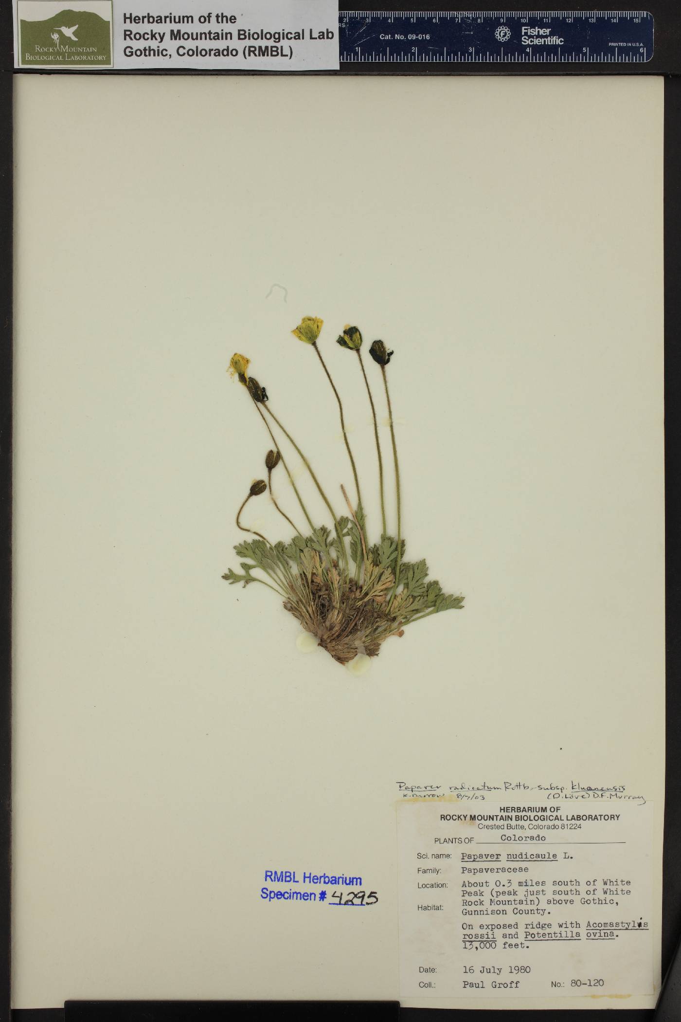 Papaver radicatum subsp. kluanense image