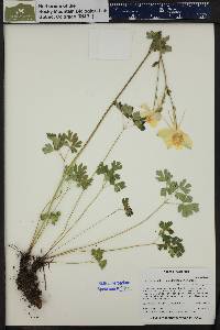 Aquilegia coerulea image