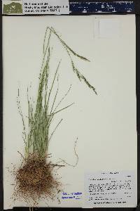 Poa reflexa image