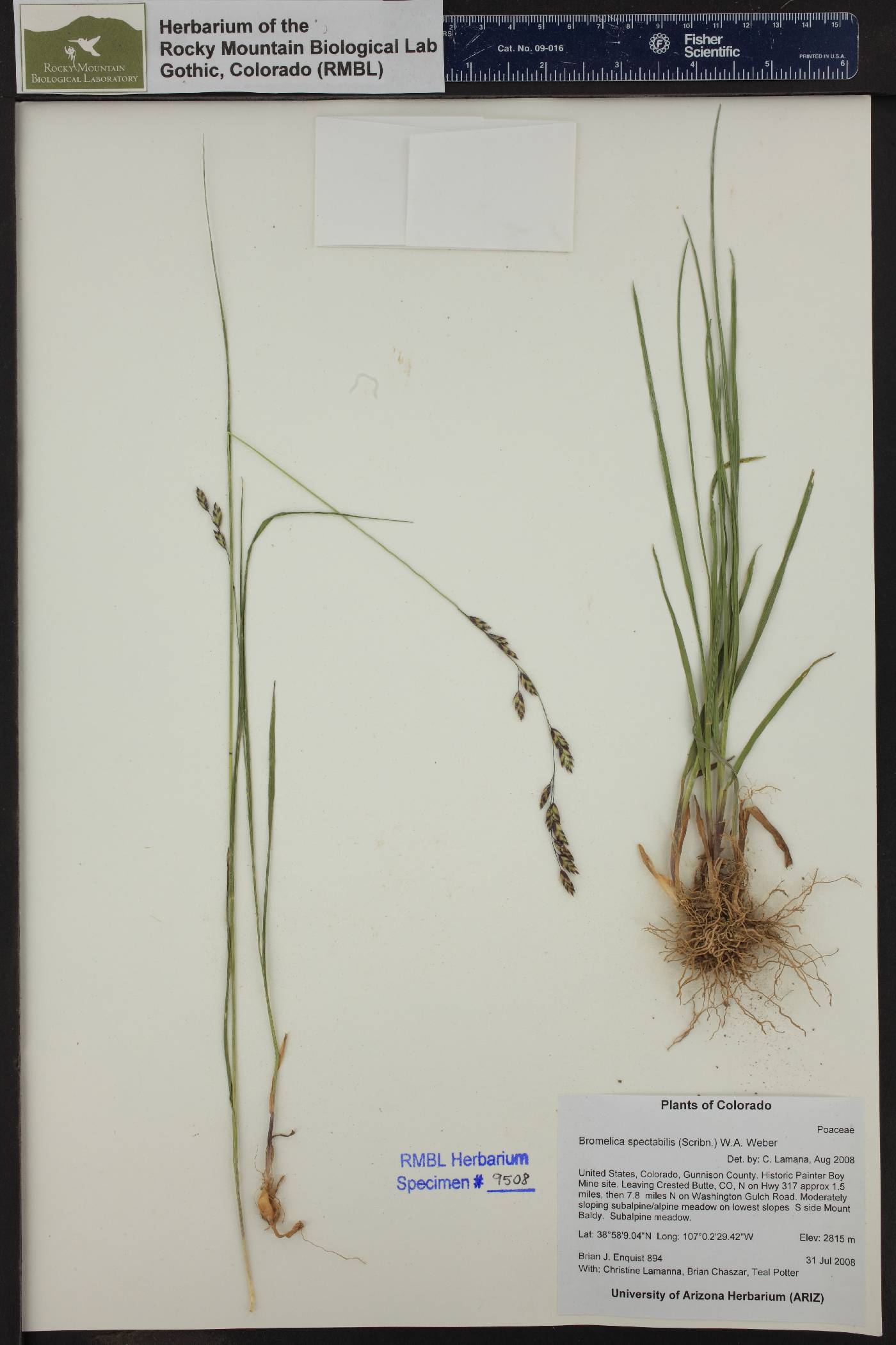 Bromelica spectabilis image