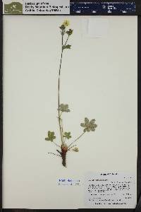 Potentilla pulcherrima image