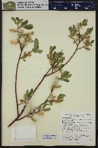 Salix boothii image