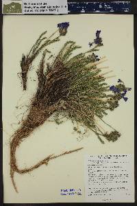 Polemonium viscosum image