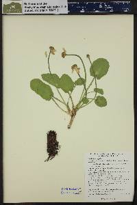 Caltha leptosepala image