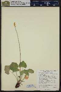 Heuchera parvifolia image