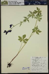 Aconitum columbianum image