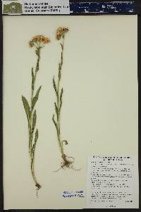 Senecio crassulus image