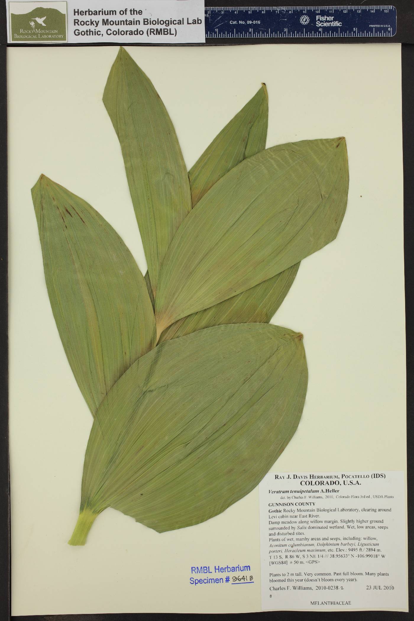 Veratrum tenuipetalum image